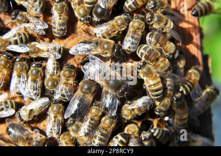 Des drones et des abeilles ouvrières sur une partie du peigne Banque D'Images