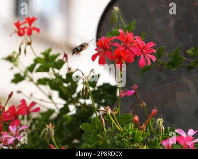 le papillon hawk moth boit le nectar du pélargonium rose en pleine floraison dans la rue. Banque D'Images