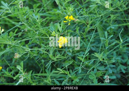 La faucille de luzerne (Medicago falcata) fleurit dans la nature Banque D'Images