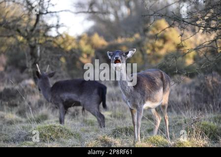 Femelle de calaque commune (Dama dama) placé à droite de l'image, face à la caméra mâcher avec la bouche ouverte et la tête en arrière, dans une forêt ensoleillée au Royaume-Uni Banque D'Images