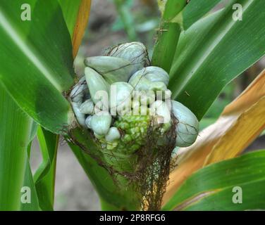 Plante de maïs malade affectée par le champignon Ustilago zeae Unger Banque D'Images