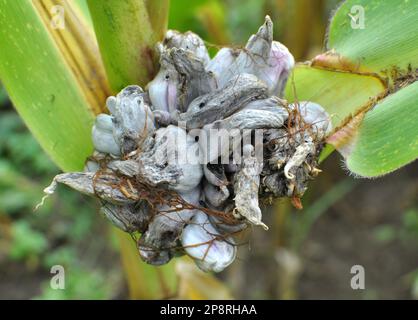 Plante de maïs malade affectée par le champignon Ustilago zeae Unger Banque D'Images