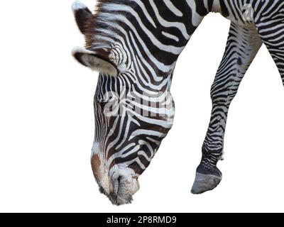 Zébré de Grevy isolé sur fond blanc Banque D'Images