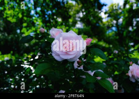 Rosa Aspirin, couvre-sol, rose arbuste. Fleurs romantiques rose clair. Plante hybride subtile de rose de thé. Rose standard charmante. Banque D'Images