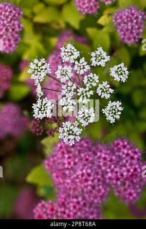 La dentelle de la reine Anne grandit dans un jardin du Vermont Banque D'Images