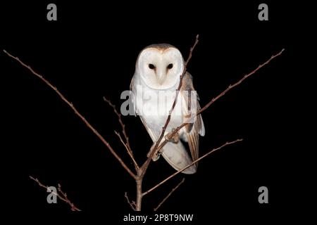 Barn Owl (Tyto alba) photographié la nuit. Banque D'Images