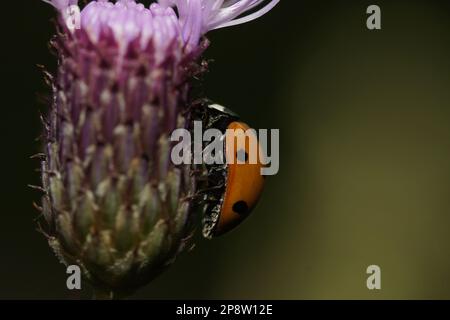 Marienkäfer, Ladybug, Macro photo Banque D'Images