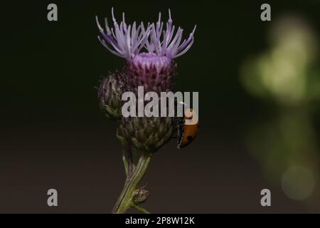 Marienkäfer, Ladybug, Macro photo Banque D'Images