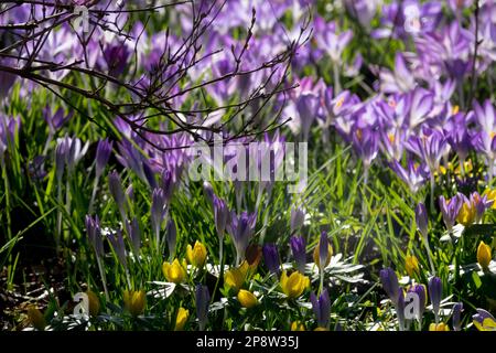 Pré de printemps tôt avec beaucoup de crocus floraison, les aconites d'hiver dans les fleurs de jardin sous l'arbuste, Crocus d'Aconite d'hiver Banque D'Images