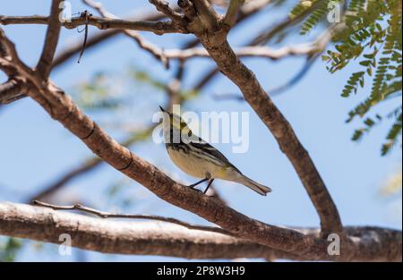 Recherche de Paruline verte à gorge noire (Setophaga virens) au Mexique Banque D'Images