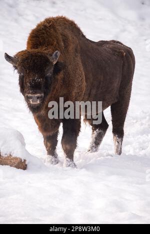 Bison d'Europe dans la neige Banque D'Images