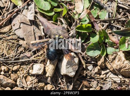 Carpenter Bee (Xylocopa sp) reposant sur le sol Banque D'Images