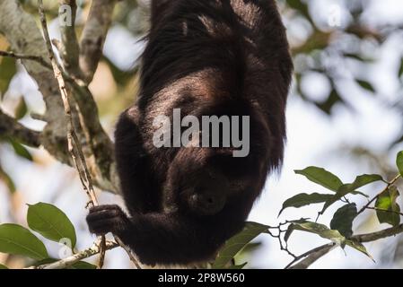 Yucatan Black Howler (Alouatta pigra) dans les arbres de l'État du Chiapas, au Mexique Banque D'Images