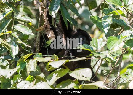 Le jeune Yucatan Black Howler (Alouatta pigra) dans les arbres de l'État du Chiapas, au Mexique Banque D'Images