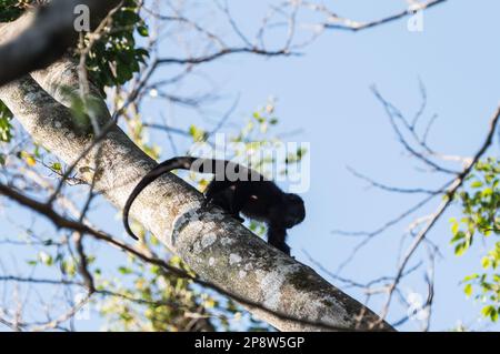 Le jeune Yucatan Black Howler (Alouatta pigra) dans les arbres de l'État du Chiapas, au Mexique Banque D'Images