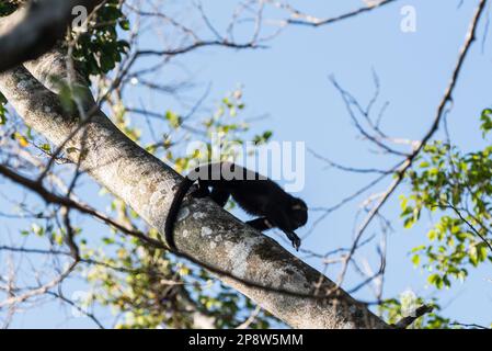 Le jeune Yucatan Black Howler (Alouatta pigra) dans les arbres de l'État du Chiapas, au Mexique Banque D'Images