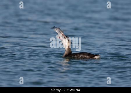 Incroyable chasseur sous-marin: Grand Grebe à crête (podiceps cristatus) montre des compétences impressionnantes de pêche Banque D'Images