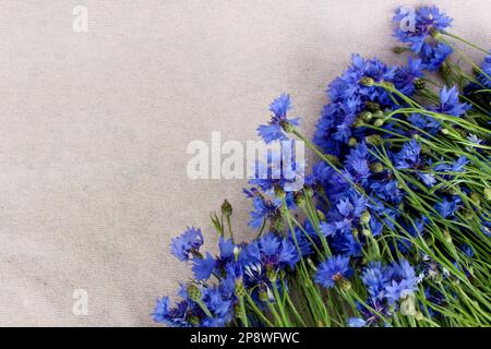 Beau bouquet de fleurs de bluet sur fond rose, bouquet de fleurs de maïs avec espace libre pour le texte, vue de dessus, plat, image pour le papier peint, poste Banque D'Images