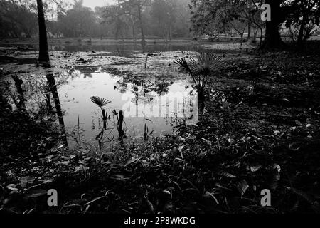 Image monochrome noir et blanc de la réflexion d'un palmier sur l'eau d'un lac, pleine de feuilles de nénuphars, famille des Nymphaeaceae, frais Banque D'Images