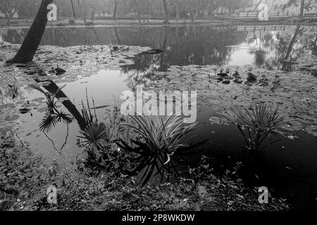 Image monochrome noir et blanc de la réflexion d'un palmier sur l'eau d'un lac, pleine de feuilles de nénuphars, famille des Nymphaeaceae, frais Banque D'Images