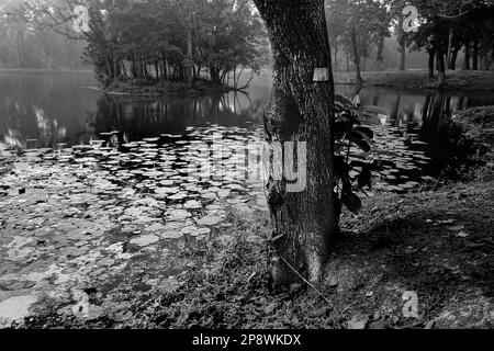 Image monochrome noir et blanc de réflexion des arbres sur l'eau d'un lac, pleine de feuilles de nénuphars, famille des Nymphaeaceae, plante à fleurs Banque D'Images