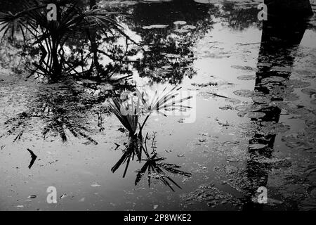 Image monochrome noir et blanc de la réflexion d'un palmier sur l'eau d'un lac, pleine de feuilles de nénuphars, famille des Nymphaeaceae, frais Banque D'Images