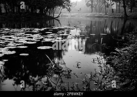 Image monochrome noir et blanc de réflexion des arbres sur l'eau d'un lac, pleine de feuilles de nénuphars, famille des Nymphaeaceae, plante à fleurs Banque D'Images