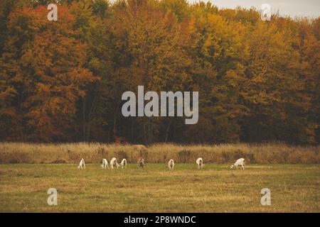 Un troupeau de chèvres paître dans une prairie luxuriante devant une ligne d'arbres Banque D'Images