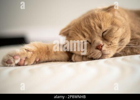 Un chat dort sur un lit avec sa patte au bout de sa patte. Photo de haute qualité Banque D'Images