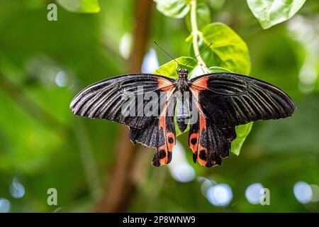 Grand papillon coloré sur la plante verte Banque D'Images