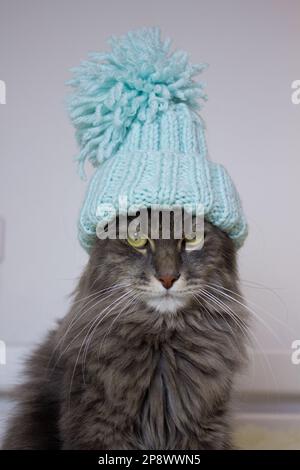 Chat de Cristal en bonnet tricoté assis sur un tissu écossais léger et doux à la maison Banque D'Images