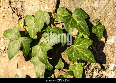 Ivy vert sur un grand rocher dans la forêt Banque D'Images