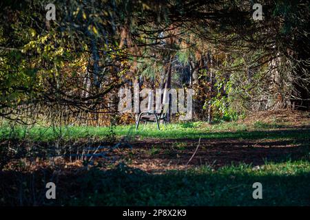 Banc en bois brun sous un grand arbre sur l'herbe verte près de la forêt Banque D'Images