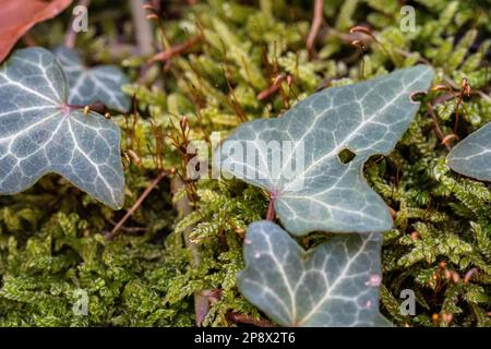 Ivy vert sur un tronc d'arbre de mousse à l'intérieur de la forêt Banque D'Images