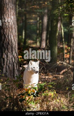 Portrait de loup blanc au soleil avec le plus fort en arrière-plan Banque D'Images