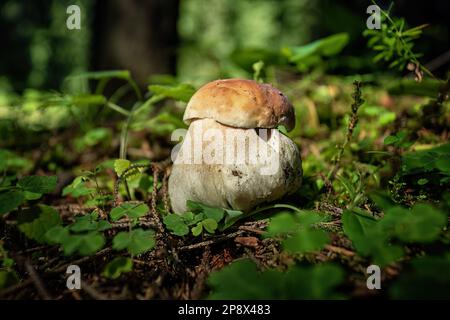 Champignons porcini comestibles, dans un environnement naturel, avec un arrière-plan flou Banque D'Images