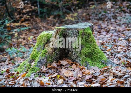 Souche mossy d'un arbre avec beaucoup de feuilles mortes dans la forêt Banque D'Images