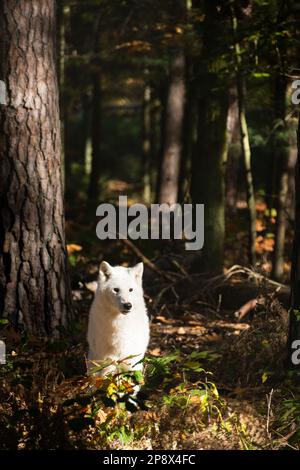 Portrait de loup blanc au soleil avec le plus fort en arrière-plan Banque D'Images