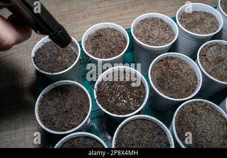 Les légumes frais qui s'inclinent dans des tasses en plastique sont arrosé avec un pulvérisateur Banque D'Images