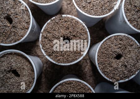 Tasses préparées avec du sol pour semer des légumes Banque D'Images