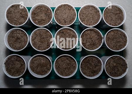 Tasses préparées avec du sol et des légumes verts semés au printemps Banque D'Images