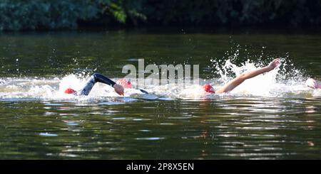 Triathlon nageurs dans la rivière Ouse à St Neots Cambridgeshire. Banque D'Images