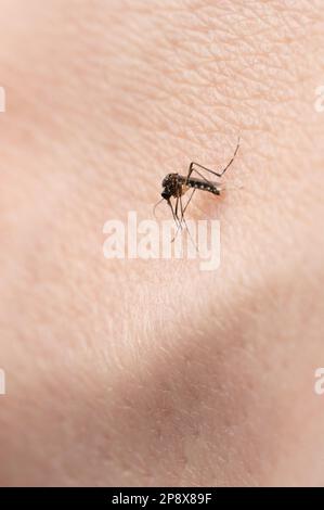 Piquer un insecte moustique sur la peau humaine vue macro Banque D'Images