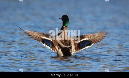 Drake canard collard qui floque ses ailes sur un lac en hiver Banque D'Images