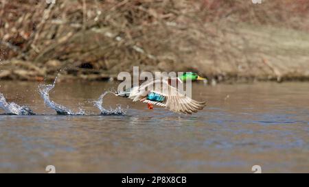 Drake Mallard décollage d'un lac en hiver Banque D'Images