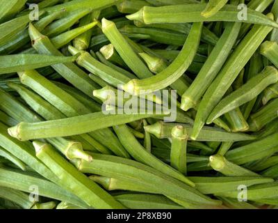 Okra ou okro, Abelmoschus esculentus, connu dans de nombreux pays anglophones sous le nom de doigts de dames ou ochro, est une plante à fleurs de la famille des malires. Banque D'Images