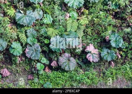 Saint-Domingue, Costa Rica - Parapluie de l'homme pauvre (Gunnera insignis), également appelé le parasol de l'homme pauvre. Banque D'Images