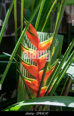 Guapiles, Costa Rica - Heliconia, croissant dans le nord-est du Costa Rica. Banque D'Images