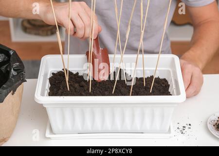 L'homme remplit le sol, couvrant les pousses de pois plantées. Préparation des semis dans la boîte de balcon. Culture de micro-légumes, petits pois à la maison dans un appartement. Banque D'Images