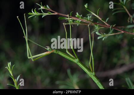 Un gros plan d'un insecte de bâton vert de phasmid d'Aotearoa Nouvelle-Zélande. Banque D'Images